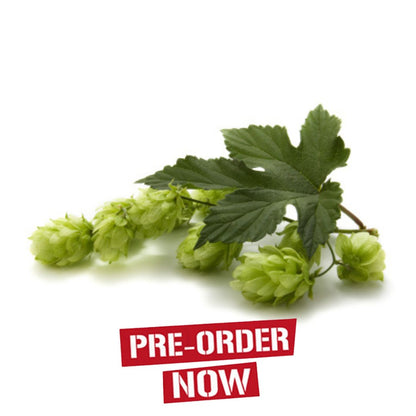 Merkur Hop Plant