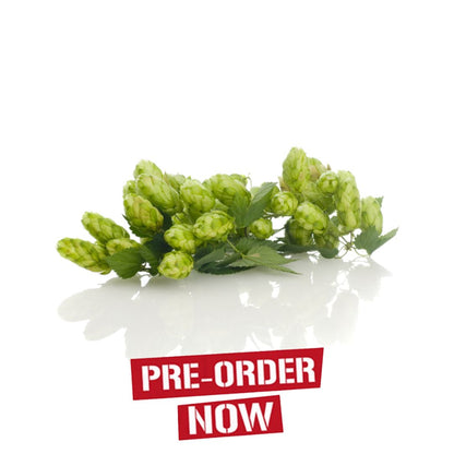 Mount Rainier Hop Plant