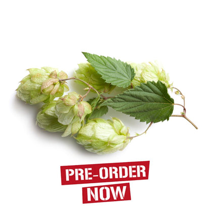 Newport Hop Plant