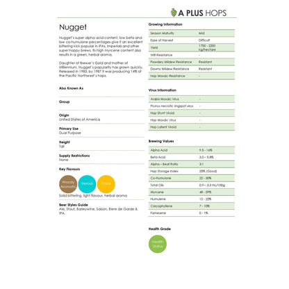 Nugget Hop Plant