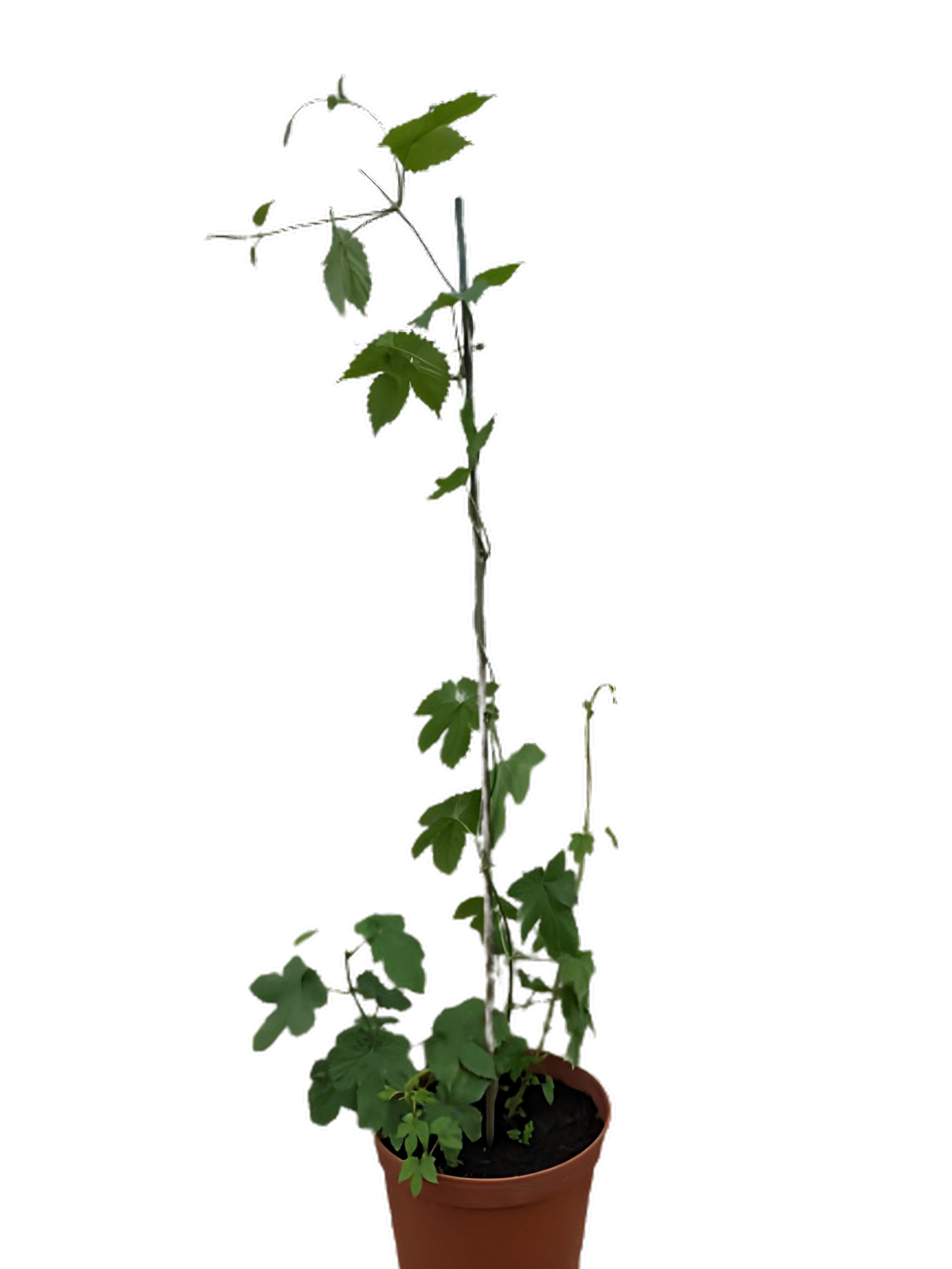 Bullion Hop Plant