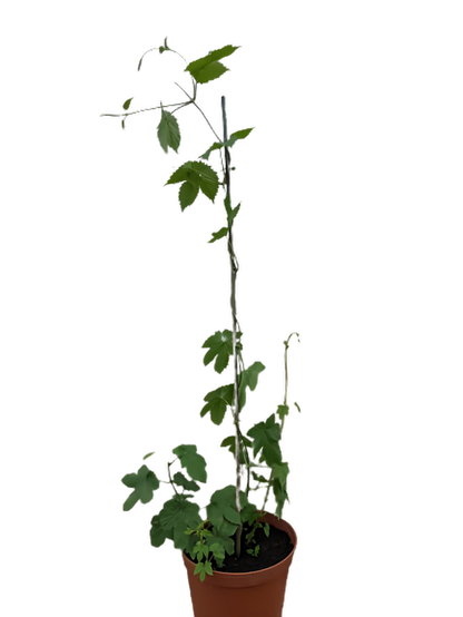 Bullion Hop Plant