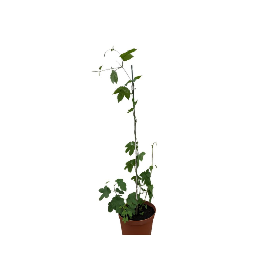 Saphir Hop Plant