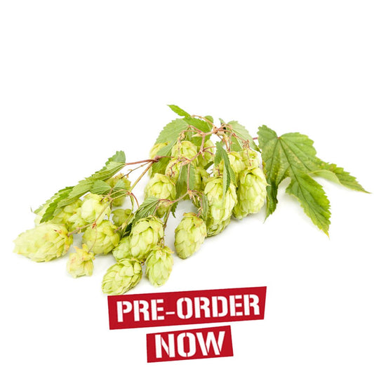 Styrian Golding Hop Plant