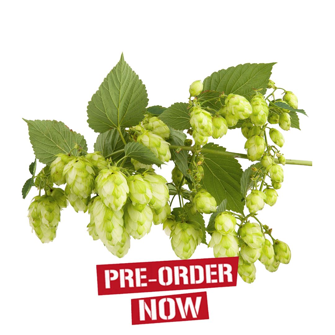 Tettnanger Hop Plant