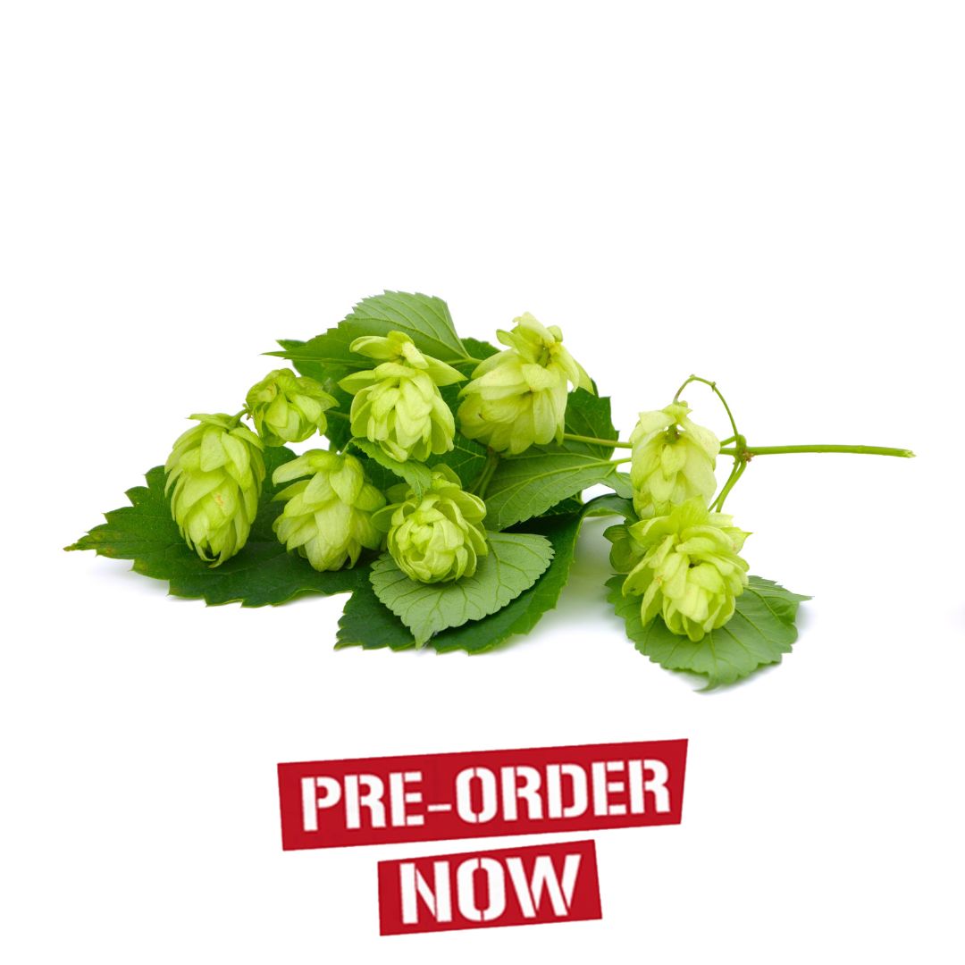 Toyomidori Hop Plant