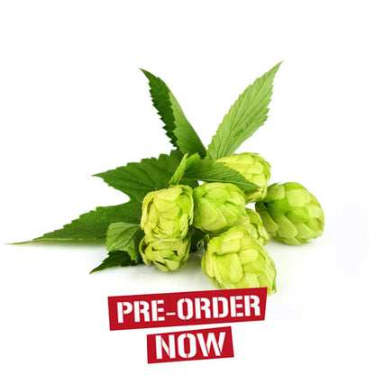 Tradition Hop Plant
