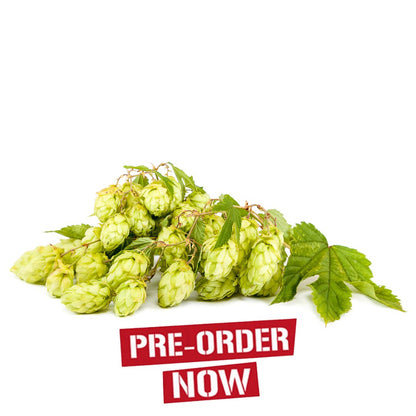 Willamette Hop Plant